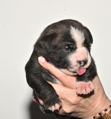 Les chiots de Bulldog continental