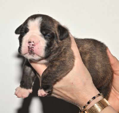 Les chiots de Bulldog continental