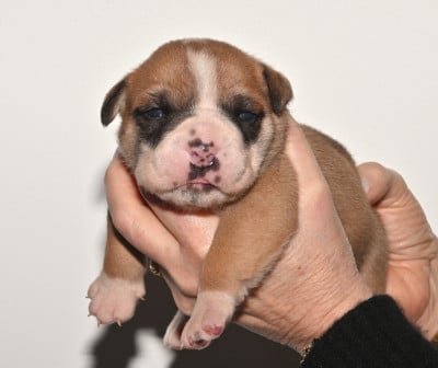 Les chiots de Bulldog continental