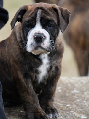 Les chiots de Bulldog continental