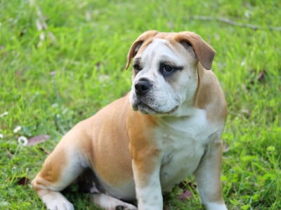 Les chiots de Bulldog continental