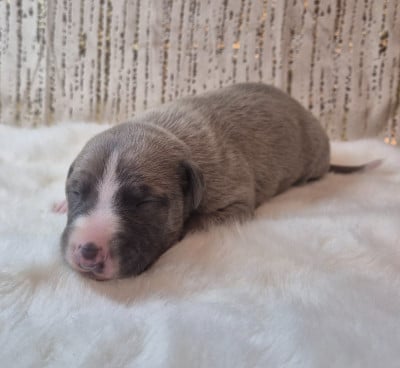 Les chiots de Whippet