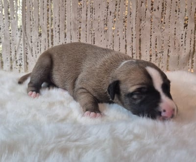 Les chiots de Whippet