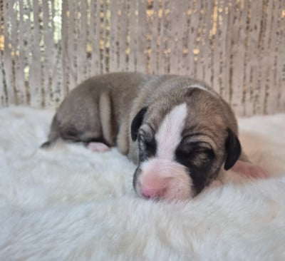 Les chiots de Whippet