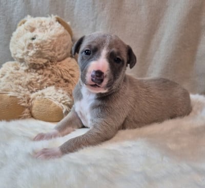 Les chiots de Whippet