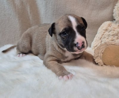 Les chiots de Whippet