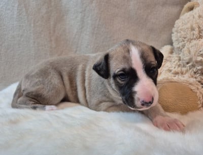 Les chiots de Whippet