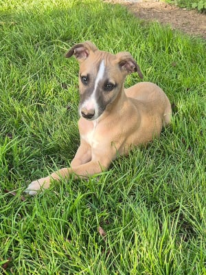 Les chiots de Whippet