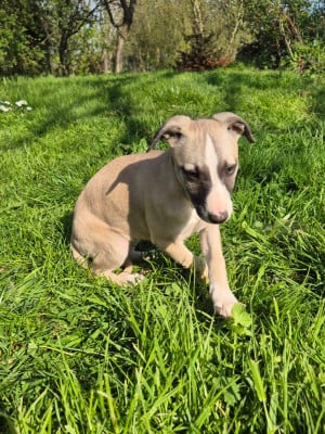 Les chiots de Whippet