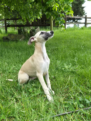 Whippet