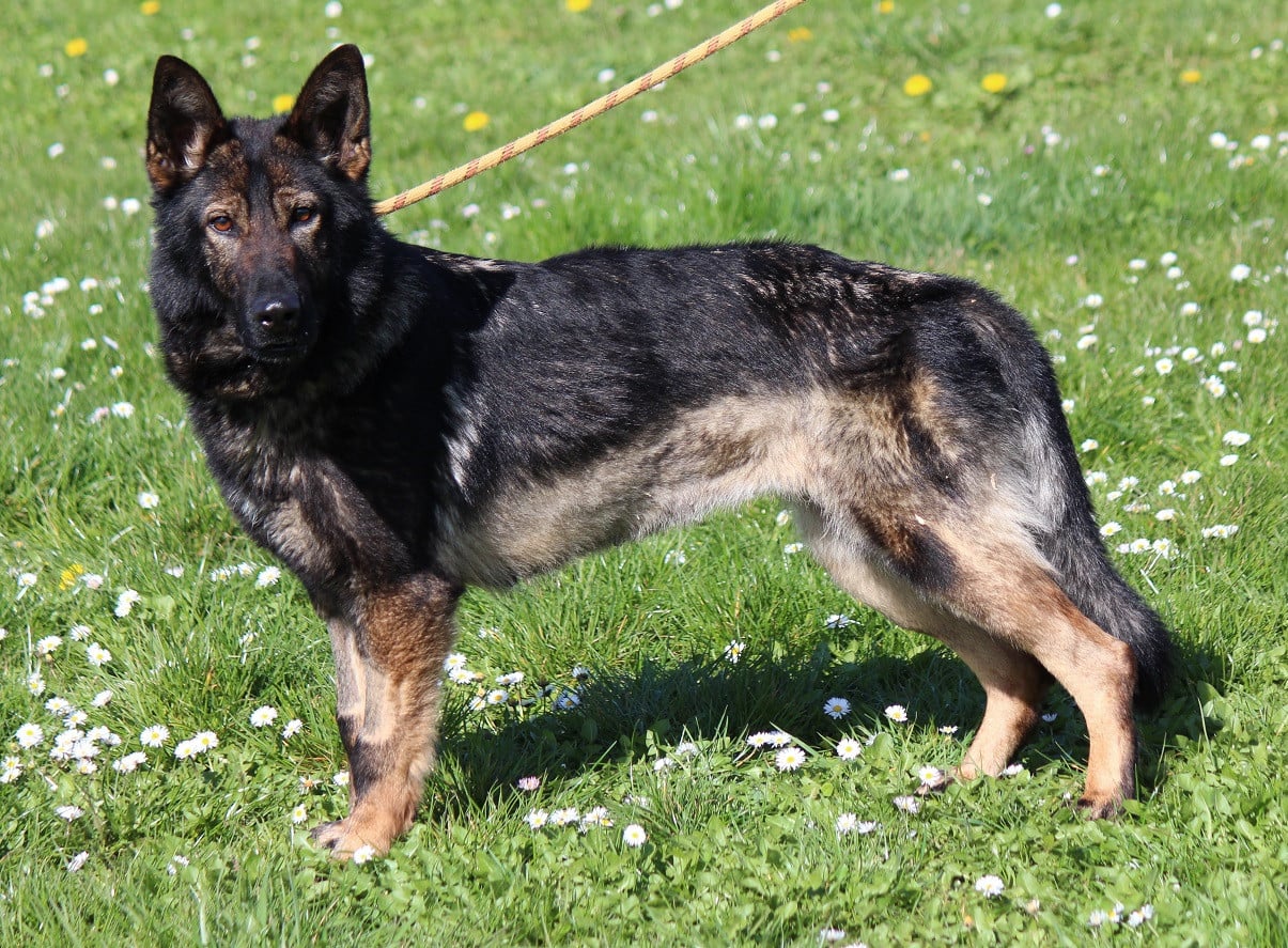 Uskia du clos de la boucame