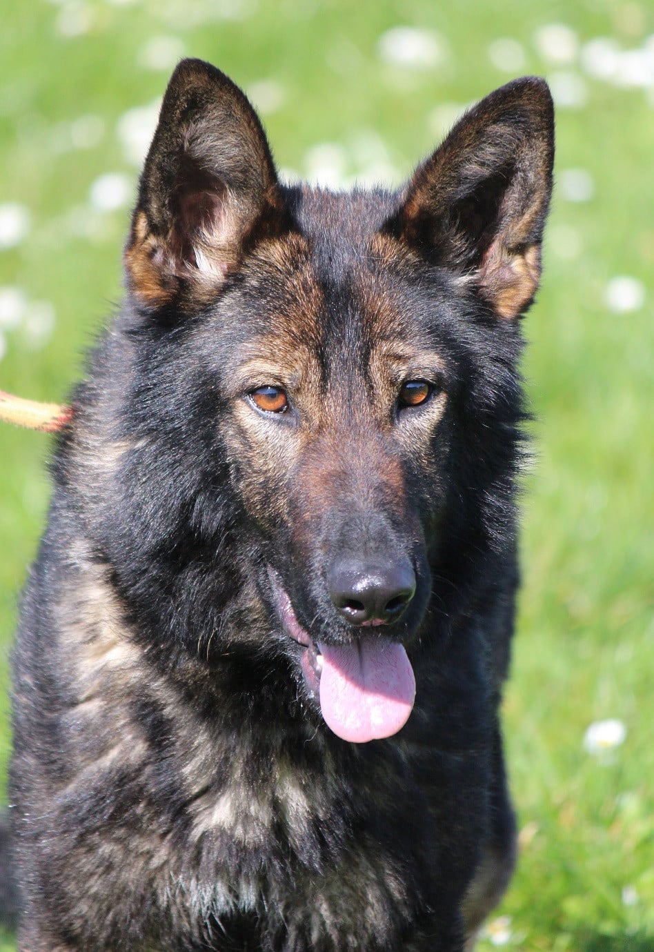 Uskia du clos de la boucame