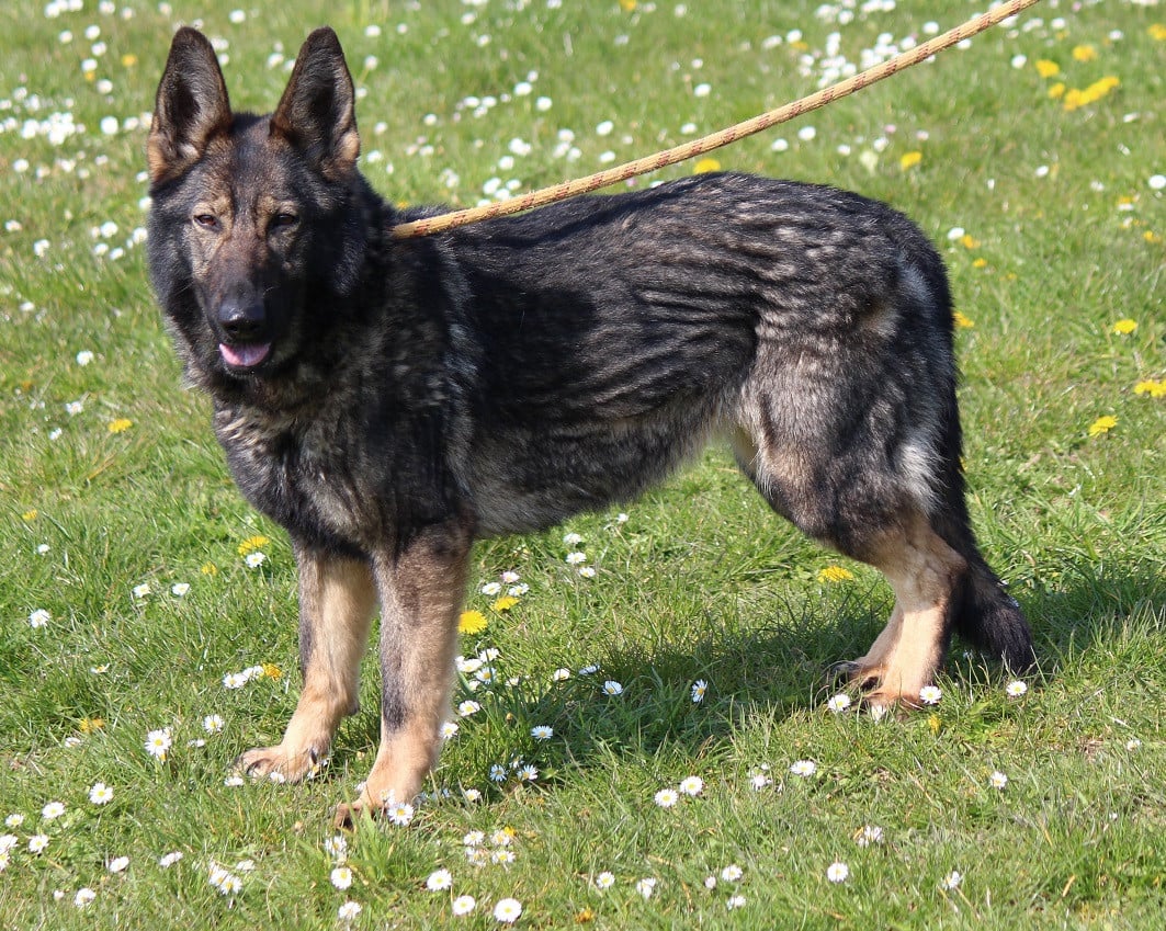 Publication : Des Crocs De Heurtevent