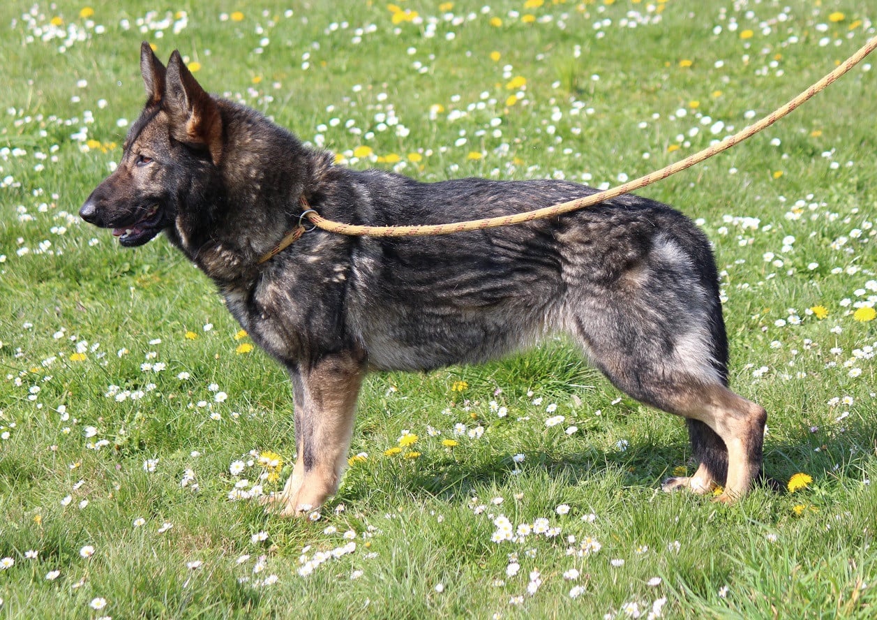 Publication : Des Crocs De Heurtevent