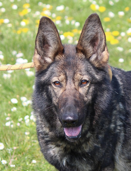 Publication : Des Crocs De Heurtevent