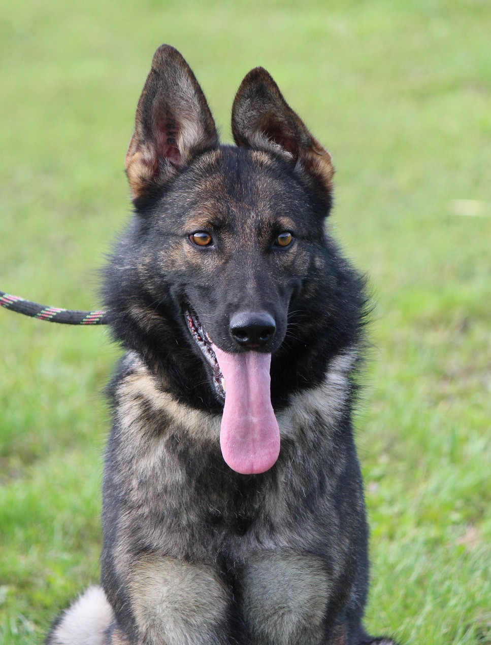 Publication : Des Crocs De Heurtevent