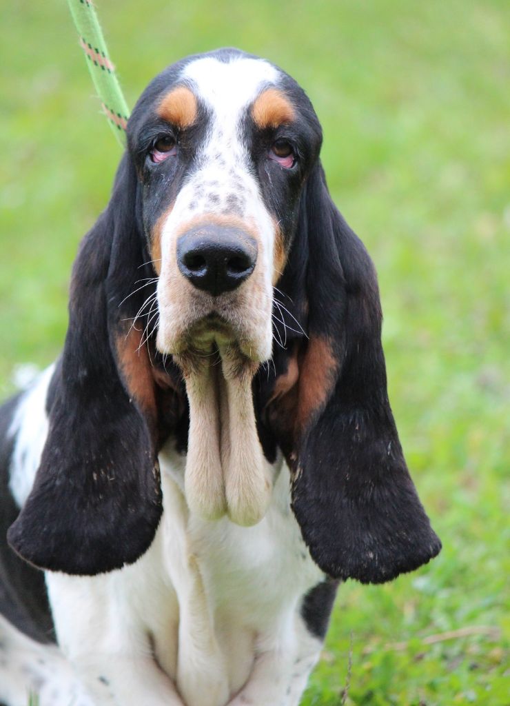 Chien Basset Hound Subaru des Crocs de Heurtevent