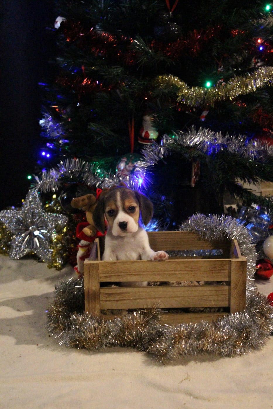 CHIOT 1 - Beagle