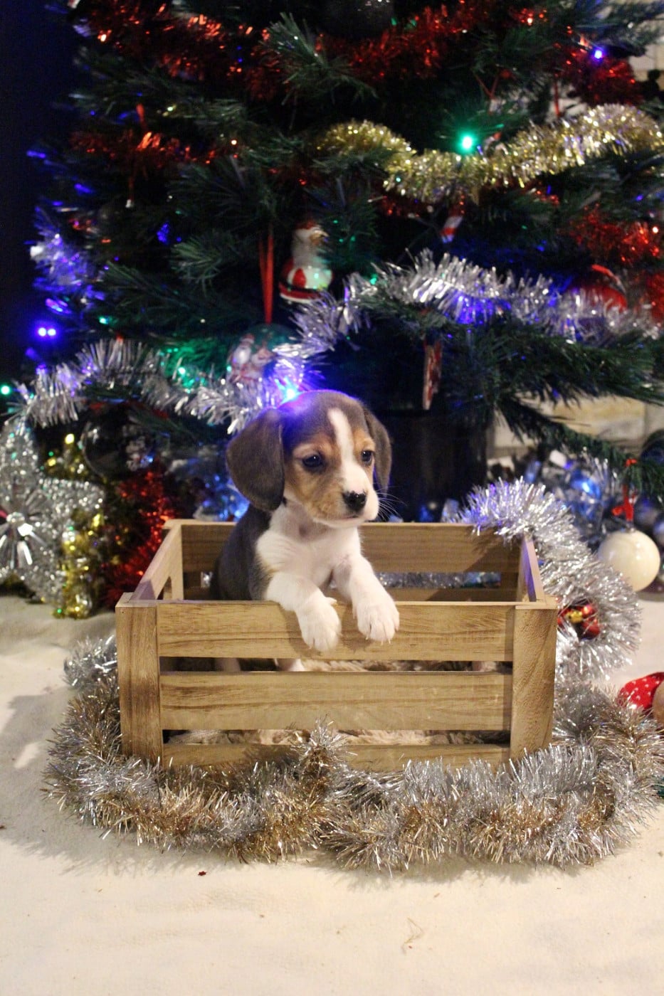 CHIOT 5 - Beagle