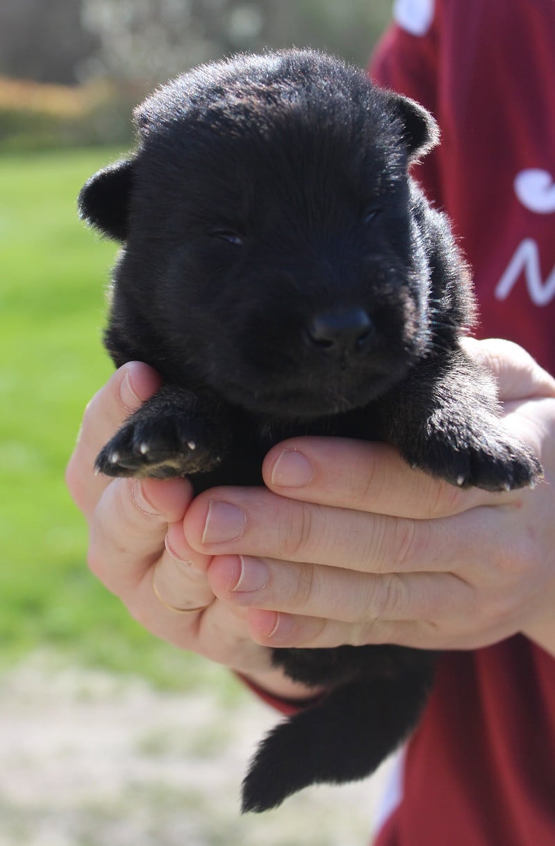 Chiot 1 - Berger Allemand