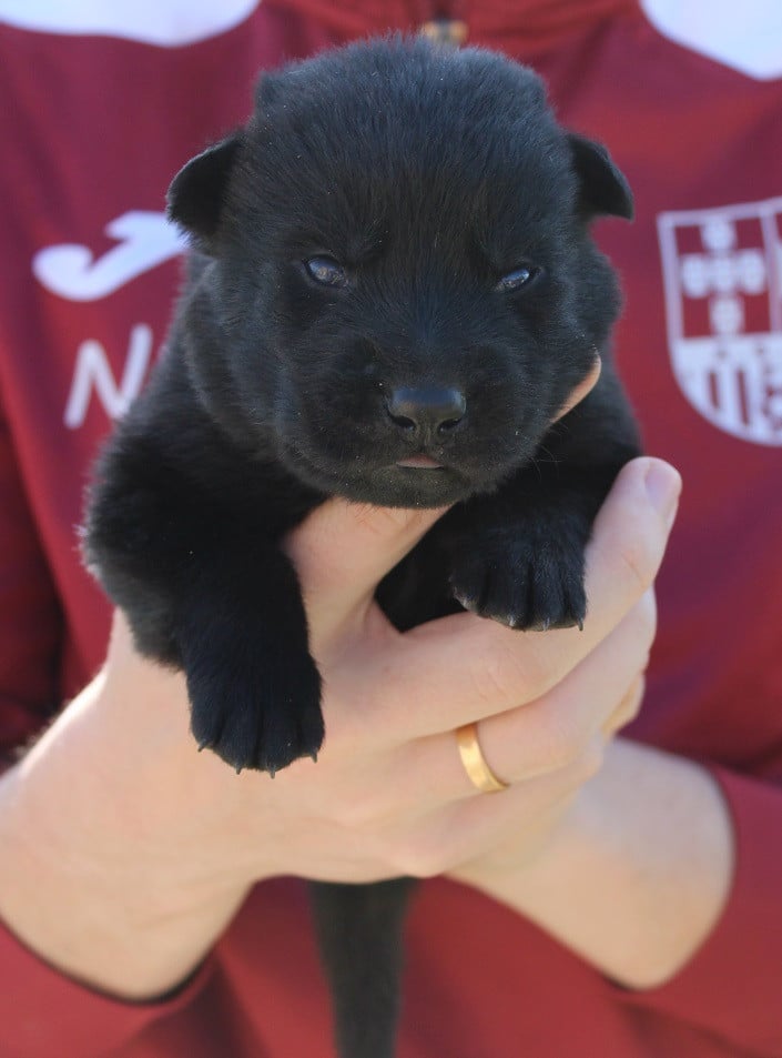 Chiot 3 - Berger Allemand