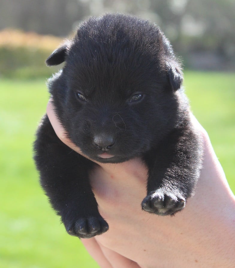 Chiot 6 - Berger Allemand