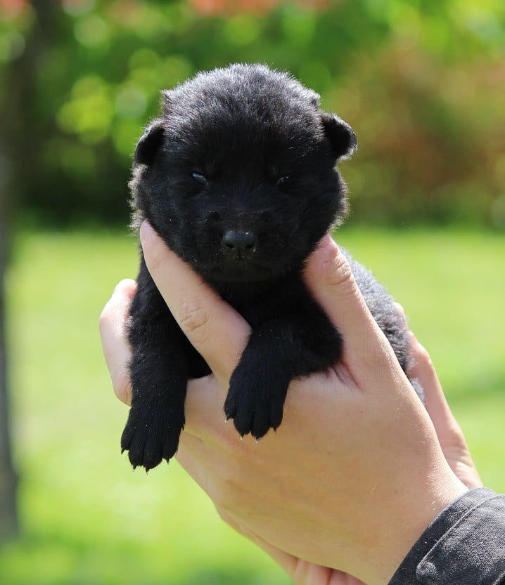 CHIOT 1 - Berger Allemand