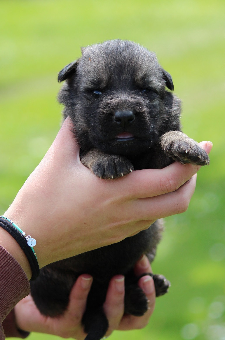 CHIOT 6 - Berger Allemand