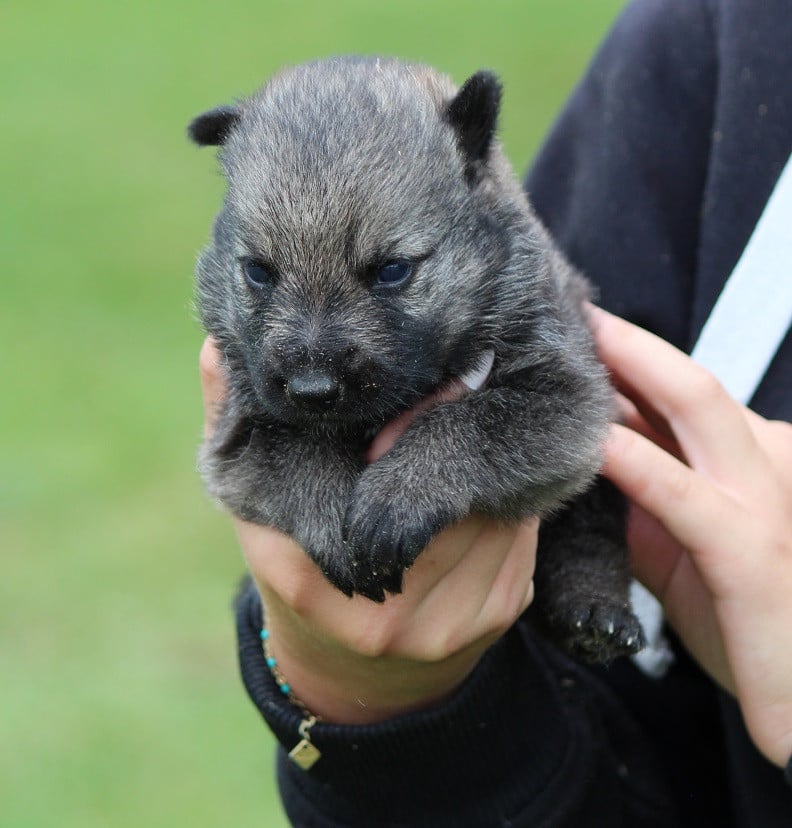 CHIOT 1 - Berger Allemand