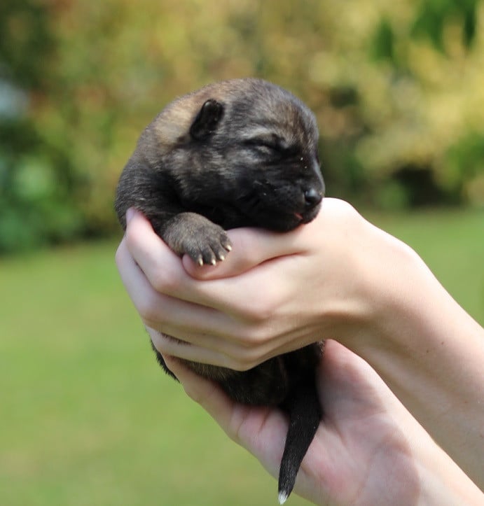 CHIOT 3 - Berger Allemand