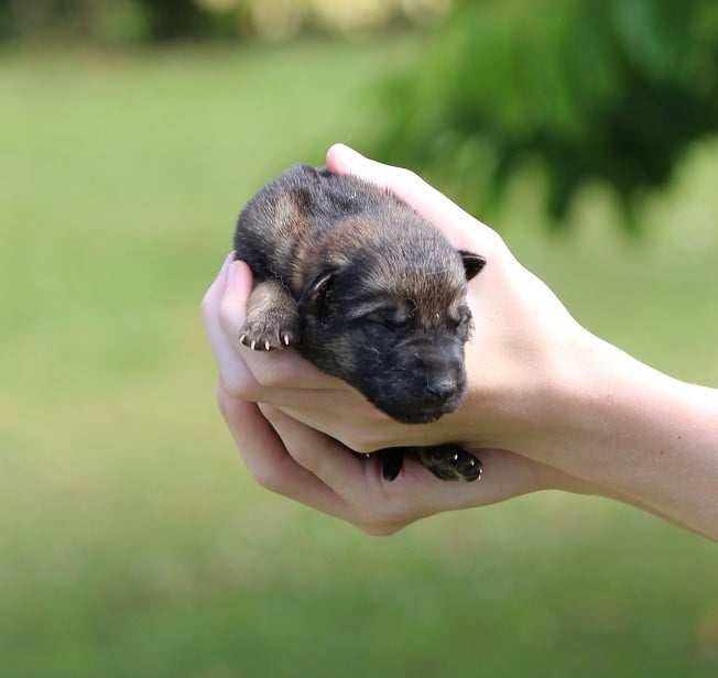 CHIOT 5 - Berger Allemand