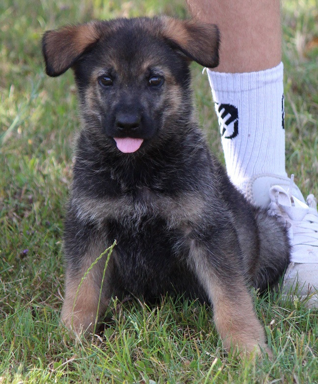 CHIOT 2