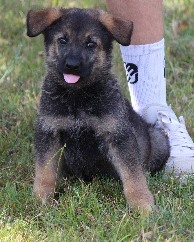 CHIOT 2