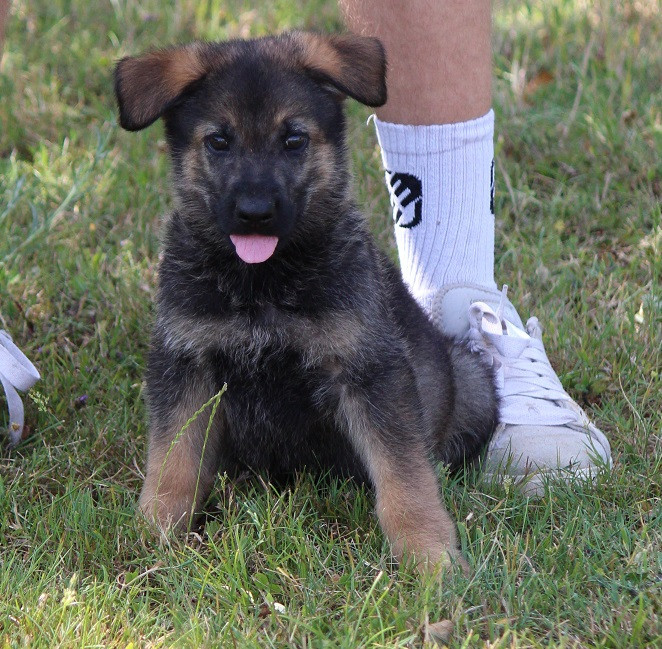 CHIOT 2