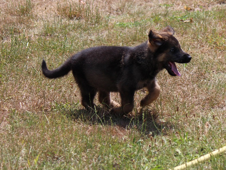 CHIOT 2