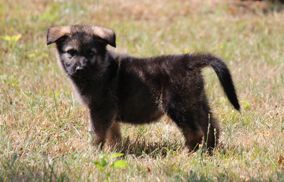 CHIOT 3