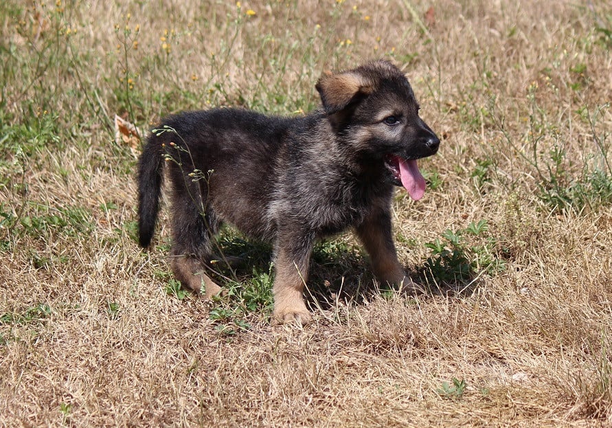CHIOT 3