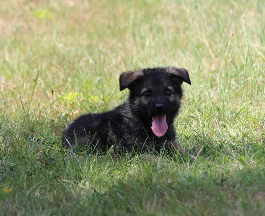 CHIOT 3