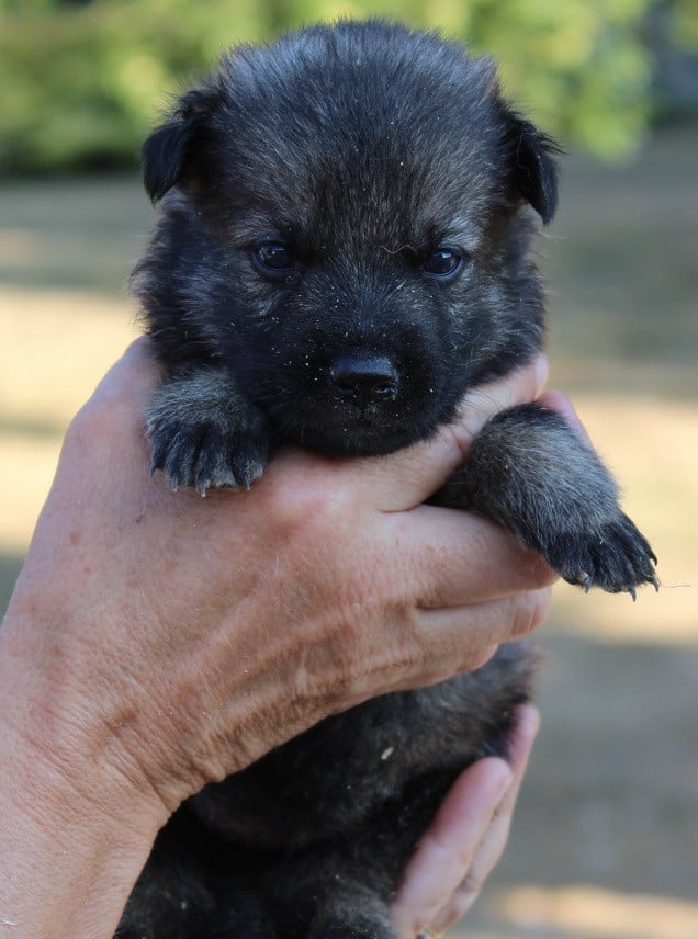 CHIOT 1