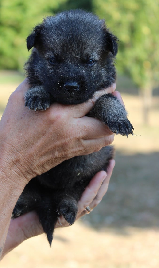 CHIOT 1