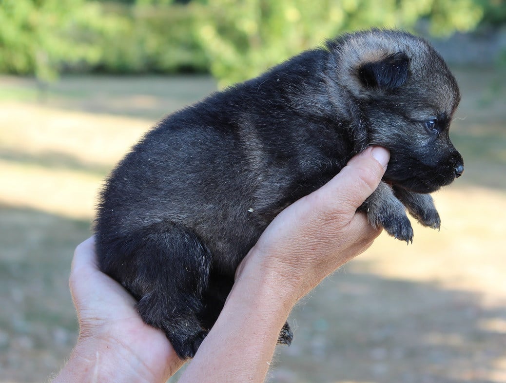 CHIOT 1