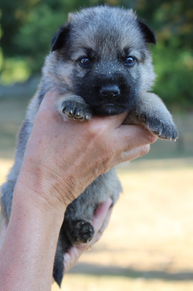 CHIOT 2