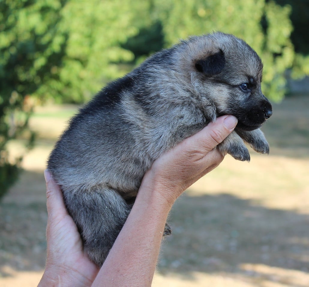 CHIOT 2