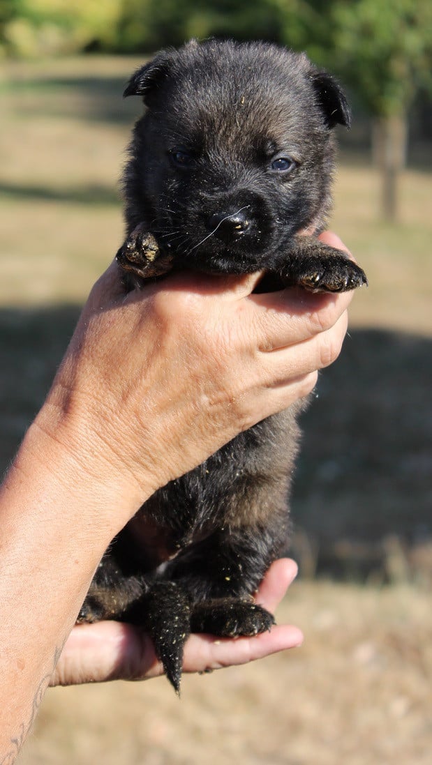 CHIOT 3