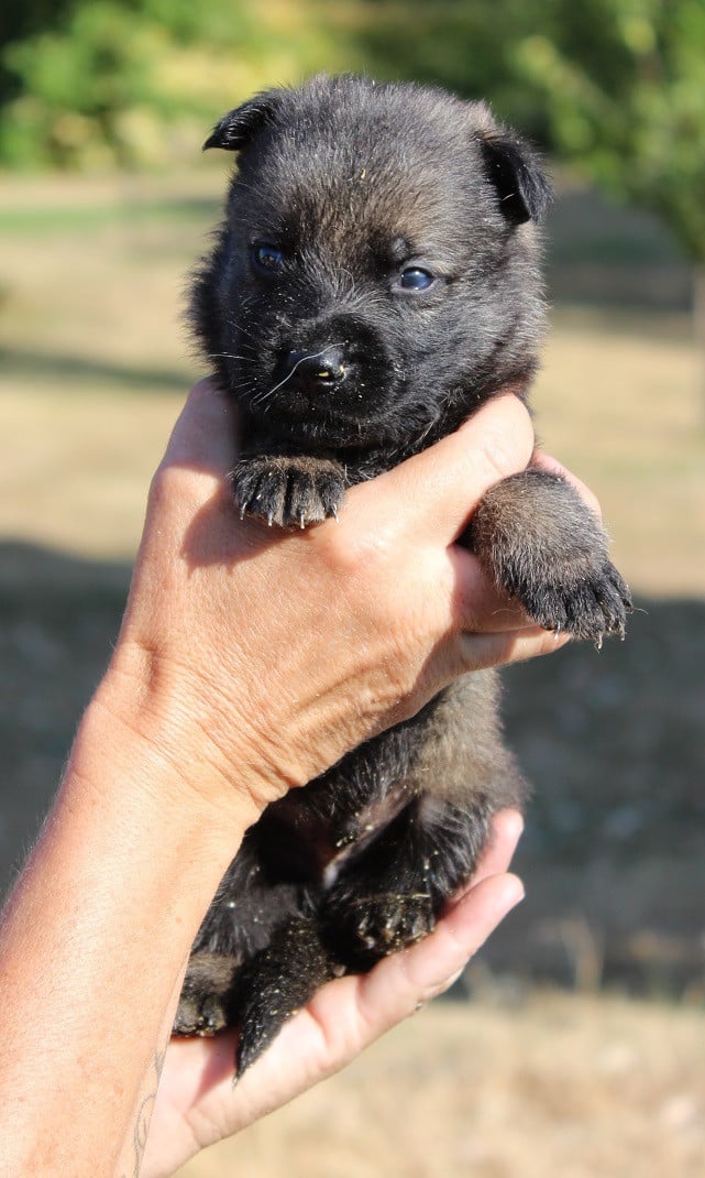 CHIOT 3