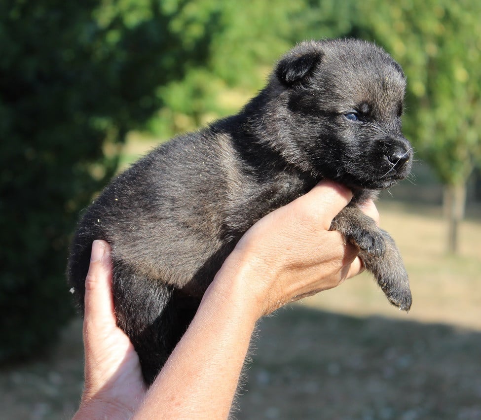CHIOT 3