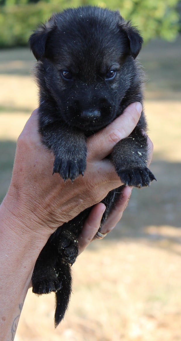 CHIOT 4