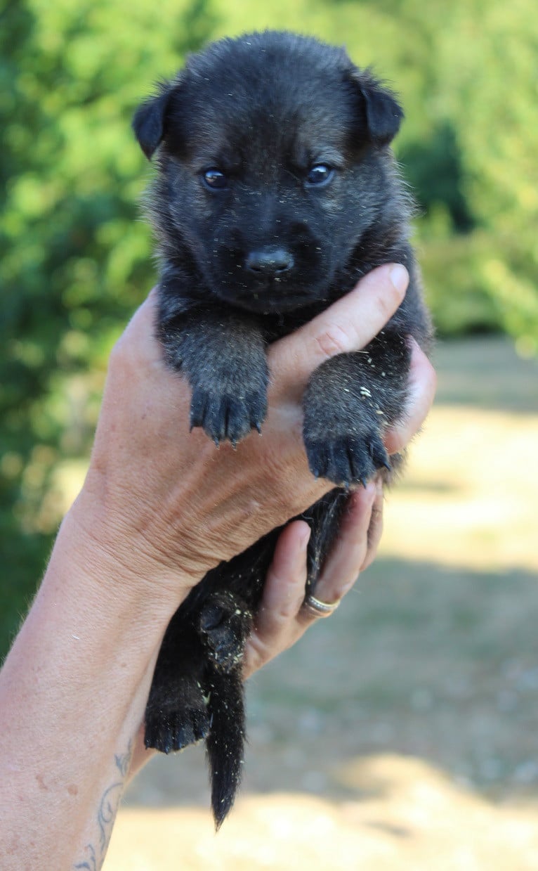 CHIOT 4
