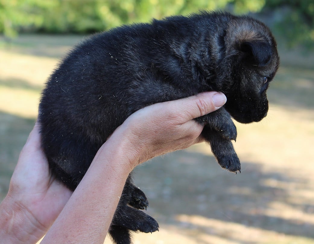 CHIOT 4