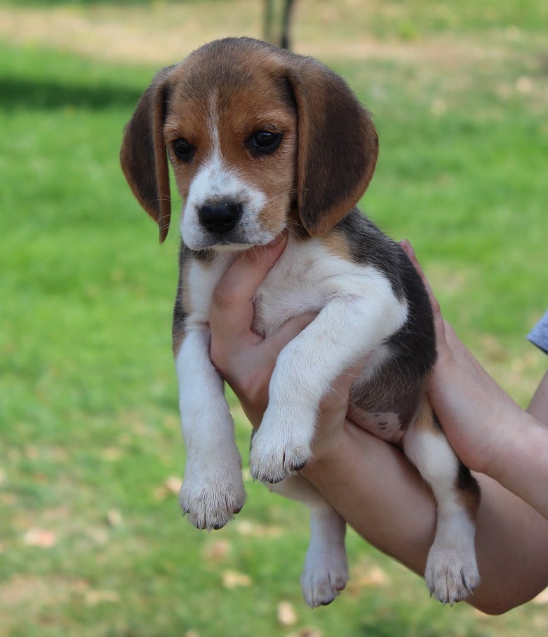 Beagle - Des Crocs De Heurtevent